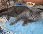 Кошки в Черкесске: Вязка. Британский прямоухий опытный кот., 1 000 руб. - фото 6