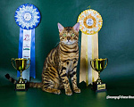 Кошки в Симферополе: Продаются бенгальские котята, 30 000 руб. - фото 10