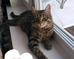 Кошки в Гагарине: Котик ищет дом, Бесплатно - фото 6