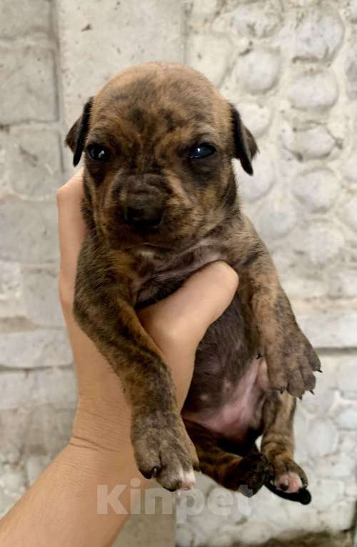 Собаки в других городах Крыма: Щенки питбуля  Девочка, Бесплатно - фото 2