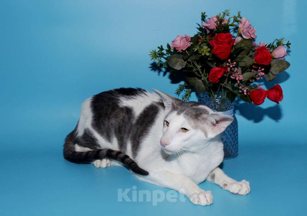 Кошки в Москве: Ориентал на вязку Мальчик, 8 000 руб. - фото 5