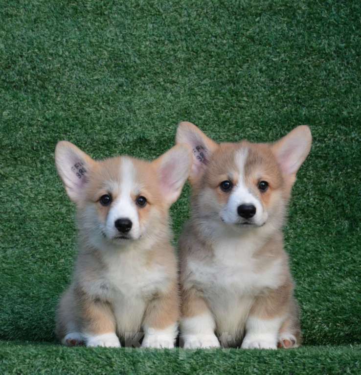 Собаки в Ногинске: Мальчик вельш корги пемброк  Мальчик, 50 000 руб. - фото 2