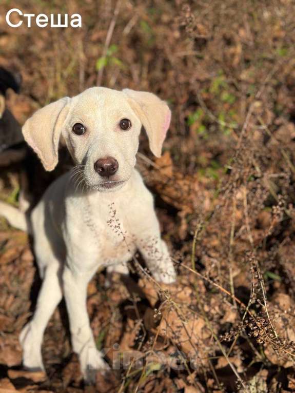 Собаки в Москве: Сестры по несчастью, которые заслужили шанс на любовь Девочка, Бесплатно - фото 1
