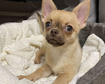 Собаки в Павлово: Мальчик чихуахуа, щенок, с коричневым носиком Мальчик, 20 000 руб. - фото 1