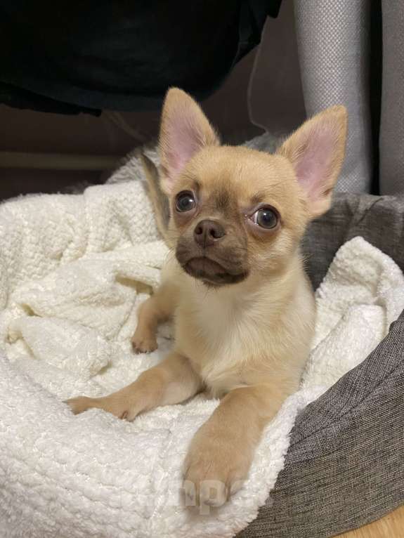 Собаки в Павлово: Мальчик чихуахуа, щенок, с коричневым носиком Мальчик, 20 000 руб. - фото 1