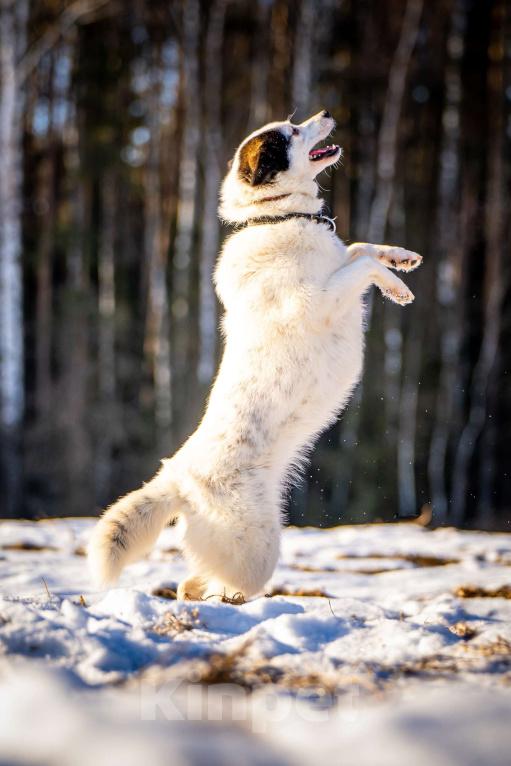 Собаки в Клине: Ласка — озорная попрыгунья Девочка, Бесплатно - фото 6