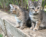 Кошки в Энгельс: Котята ищут дом Девочка, 10 руб. - фото 6