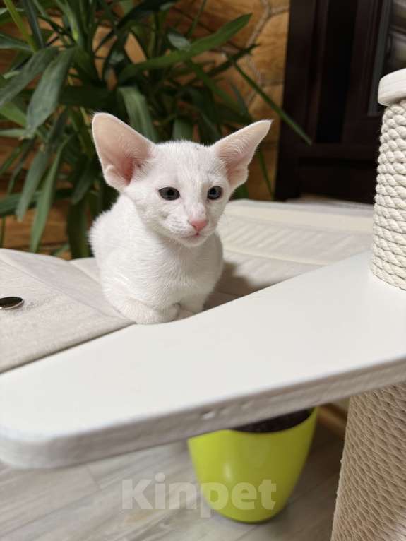 Кошки в Раменском: Ориентальный котенок  Мальчик, 75 000 руб. - фото 3