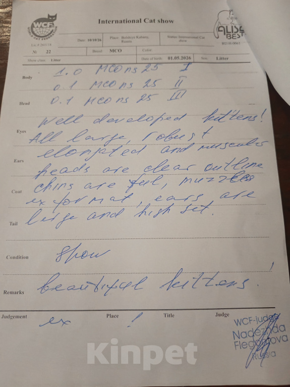 Кошки в других городах Кировской области: Котёнок, мальчик Мейн Кун Мальчик, 90 000 руб. - фото 3