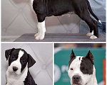 Собаки в Москве: Щенок амстаффа Мальчик, 90 000 руб. - фото 1