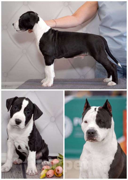 Собаки в Москве: Щенок амстаффа Мальчик, 90 000 руб. - фото 1