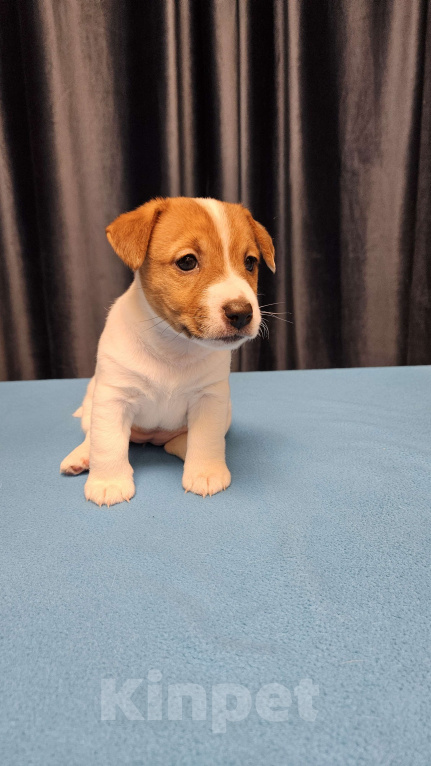 Собаки в Воронеже: Девочка Джек Рассел терьер Девочка, 25 000 руб. - фото 2