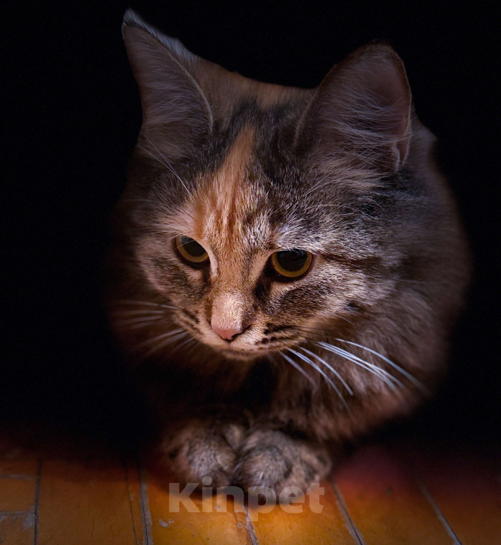 Кошки в Москве: Оливка  Девочка, Бесплатно - фото 5