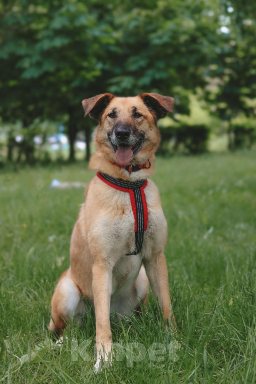 Собаки в Москве: Ласковая умница Эльза ждет хозяев Девочка, Бесплатно - фото 6