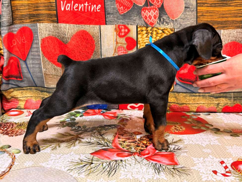 Собаки в Белгороде: Породные щенки добермана Девочка, 90 000 руб. - фото 7