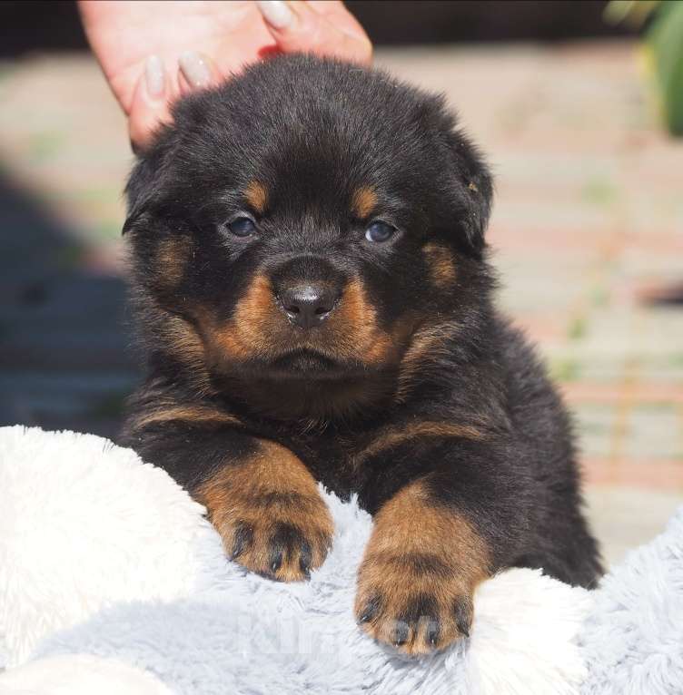 Собаки в Кстово: Щенок ротвейлера  Мальчик, 65 000 руб. - фото 3