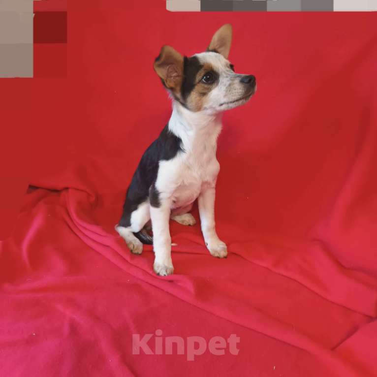 Собаки в Санкт-Петербурге: Щенок в добрые руки Мальчик, Бесплатно - фото 4