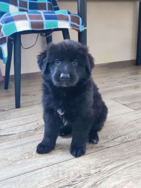 Собаки в Артеме: Щенки чёрной немецкой овчарки - три очаровательные девочки Девочка, 35 000 руб. - фото 1