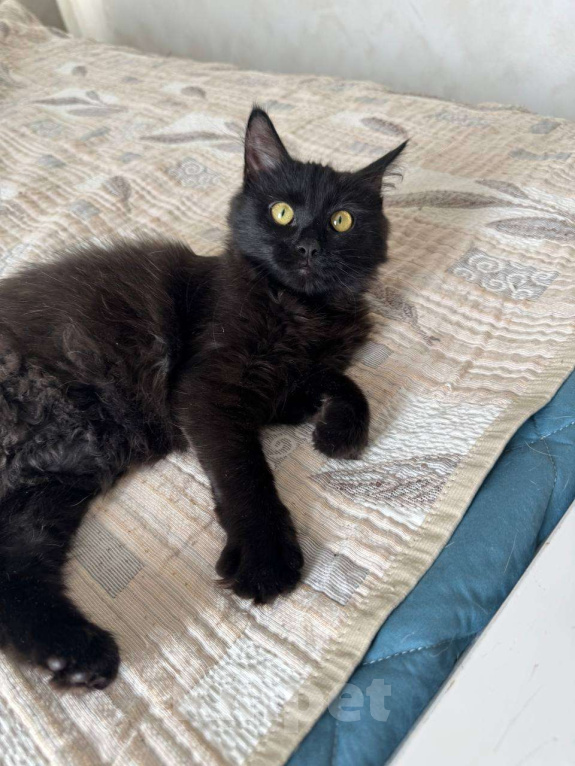 Кошки в Москве: Маленькая пушистая Совушка ищет маму-папу Девочка, Бесплатно - фото 3