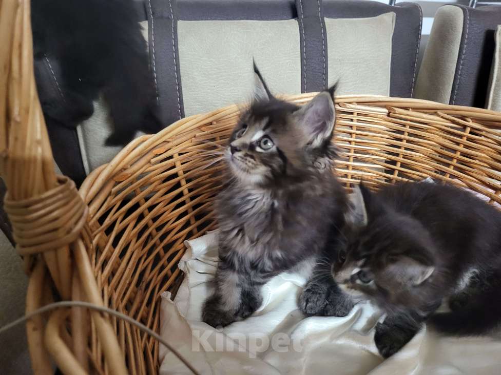 Кошки в Москве: Мейнкун Мальчик, 25 000 руб. - фото 2