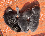 Кошки в Талдоме: Хорошие котята в добрый руки Мальчик, Бесплатно - фото 1