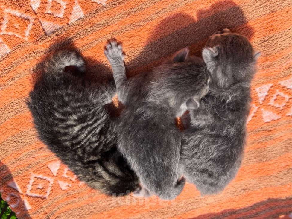 Кошки в Талдоме: Хорошие котята в добрый руки Мальчик, Бесплатно - фото 1