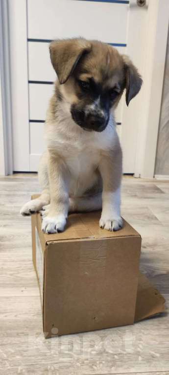 Собаки в Москве: Щенок в дар Девочка, Бесплатно - фото 8