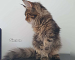 Кошки в Ейске: котята Мейн-Кун Мальчик, 40 000 руб. - фото 2