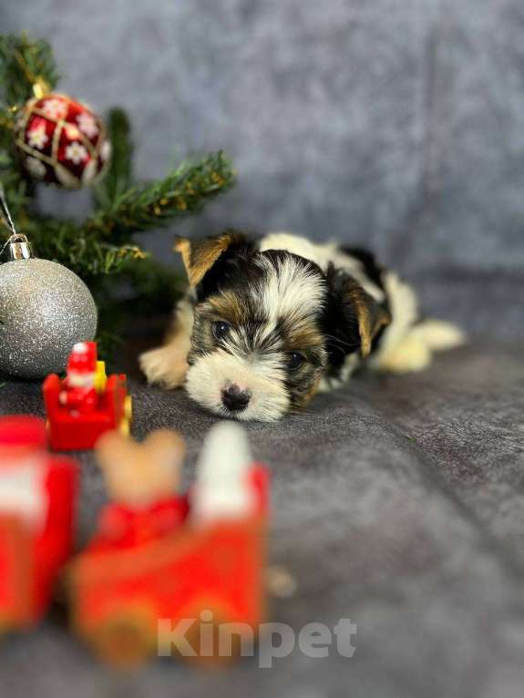 Собаки в Вологде: Щенок бивер терьера Мальчик, 90 000 руб. - фото 2