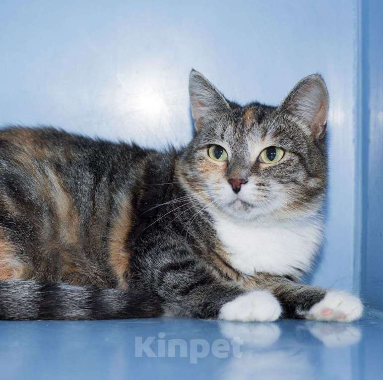 Кошки в Москве: Кошечку по имени Маленькая кто-то оставил на дачах  Девочка, Бесплатно - фото 2