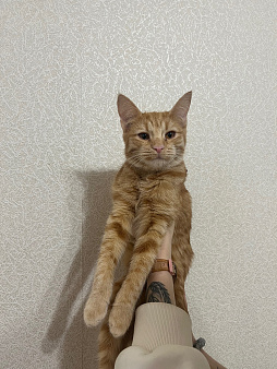 Отдам кошку в добрые руки