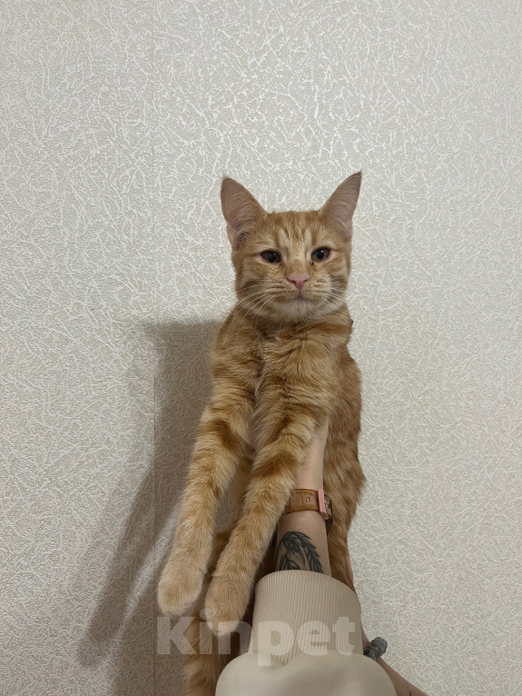 Кошки в Москве: Отдам кошку в добрые руки Девочка, Бесплатно - фото 1