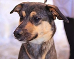 Собаки в Рязани: Небольшая домашняя собачка в добрые руки  Девочка, Бесплатно - фото 2