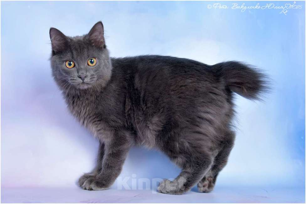 Кошки в Ростове-на-Дону: Курильский бобтейл Мальчик, 40 000 руб. - фото 1