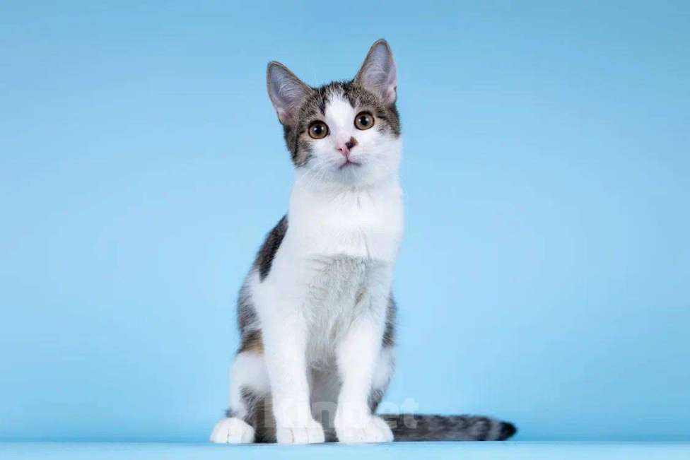 Кошки в Москве: Клёпа в добрые руки. Девочка, Бесплатно - фото 5