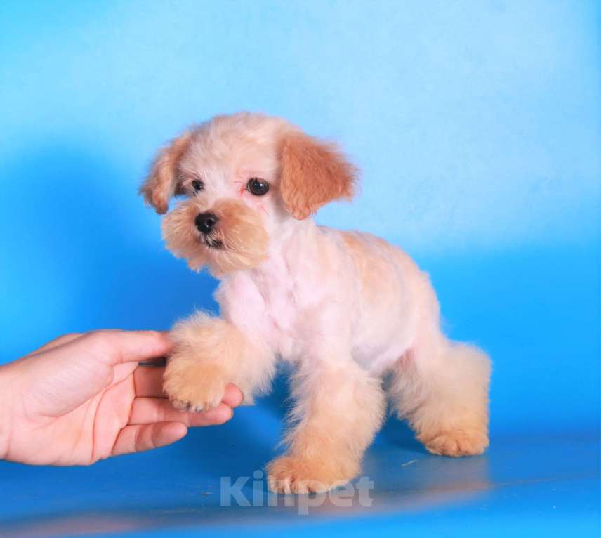 Собаки в Москве: мальтипу мини девочки бэби фейс Девочка, 130 000 руб. - фото 4