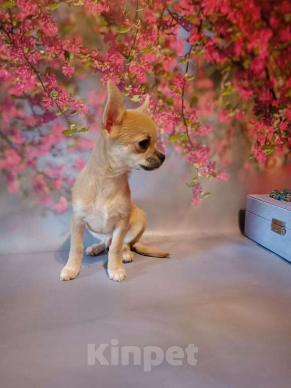 Собаки в Москве: Ласковый и нежный мачо Мальчик, 35 000 руб. - фото 4