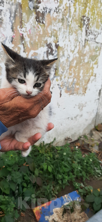 Кошки в Коломне: Пристраиваются котята Девочка, Бесплатно - фото 2