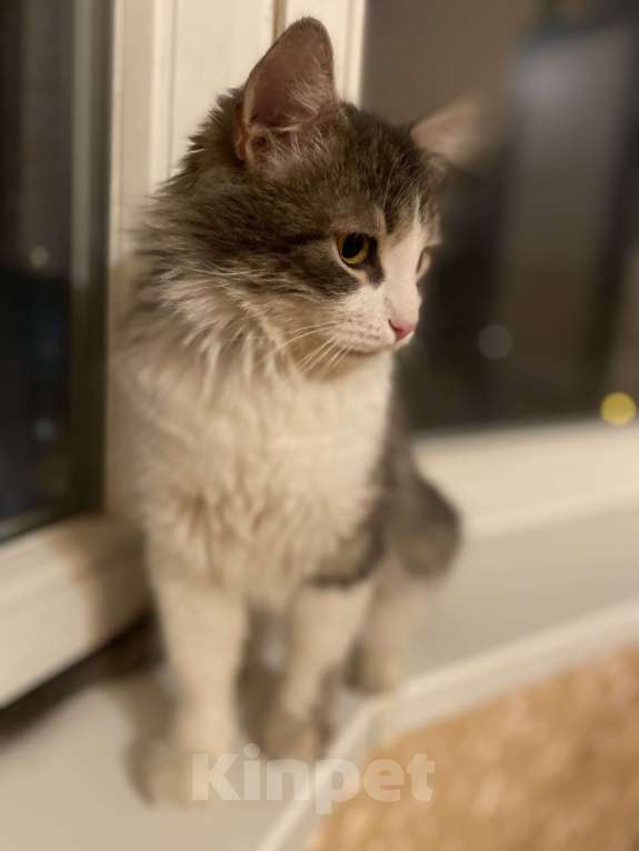 Кошки в Москве: Зефир Мальчик, Бесплатно - фото 10