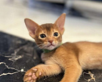 Кошки в Липецке: Продается абиссинский котенок Мальчик, 60 000 руб. - фото 4