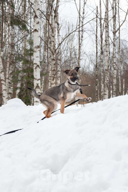 Собаки в Ногинске: Ищем дом для Ванессы — очаровательной 4х-месячной девочки, полной жизни и любви. Девочка, Бесплатно - фото 10