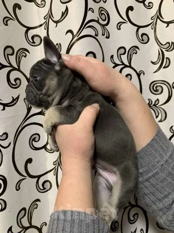 Собаки в Хабаровске: Продам Мальчик, 100 000 руб. - фото 4