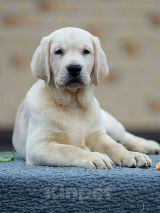 Собаки в других городах Московской области: Палевые щенки Лабрадора от Чемпиона Мира Мальчик, 90 000 руб. - фото 2