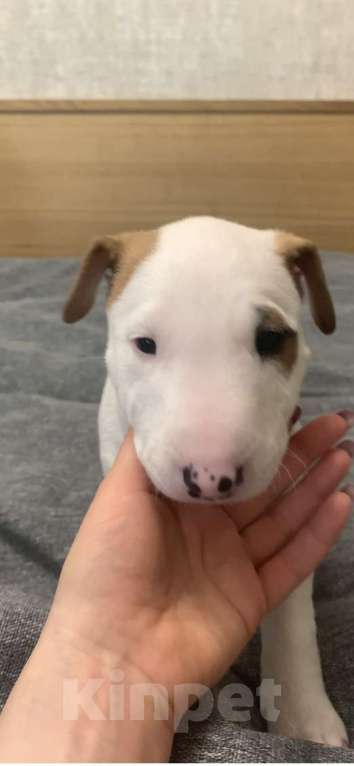 Собаки в Москве: миниатюрный бультерьер щенки Мальчик, Бесплатно - фото 5