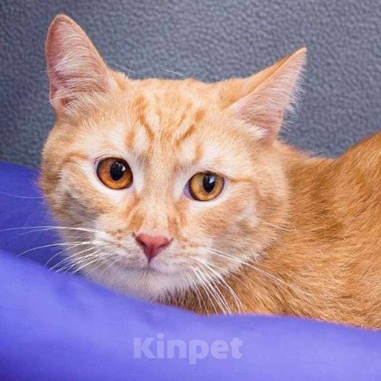 Кошки в Москве: Никому не нужный рыжик Мальчик, Бесплатно - фото 5