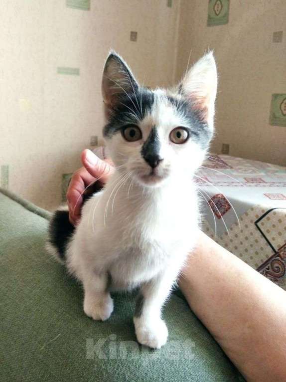Кошки в Москве: Домашнего котенка выкинули! Срочный поиск дома Девочка, Бесплатно - фото 2