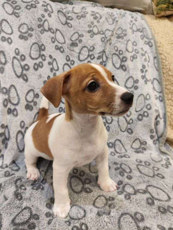 Собаки в Балашихе: Щенок Джек-Рассел терьера Девочка, 19 900 руб. - фото 2