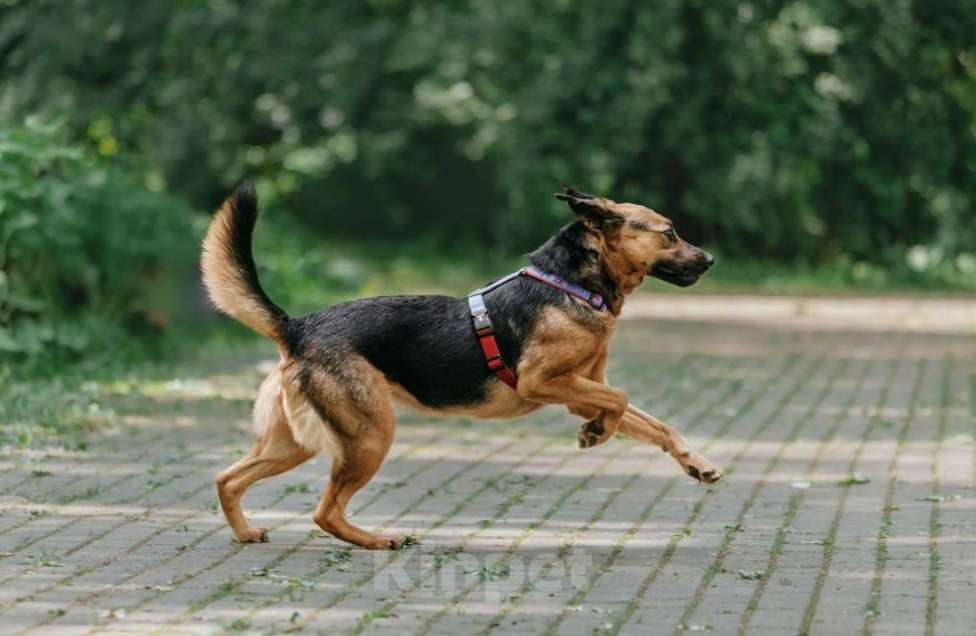 Собаки в Москве: Озорная Холли ищет дом Девочка, Бесплатно - фото 9