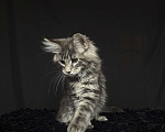 Кошки в Москве: Мейн-кун котенок Мальчик, Бесплатно - фото 4
