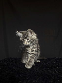 Мейн-кун котенок